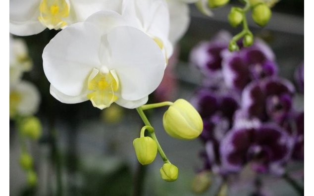 Orchidées papillons de I-Hsin Biotechnology //一心生物科技蝴蝶蘭